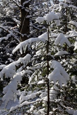 Der weiße Schnee...