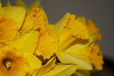 Osterglocke / Daffodil