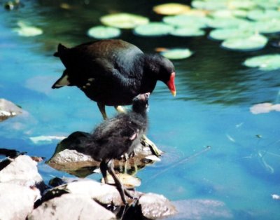 Teichralle mit Küken / Moorhen with chick