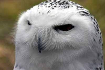 Schnee-Eule / Snowy owl