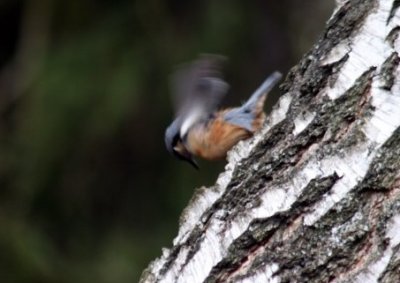 Kleiber / Nuthatch