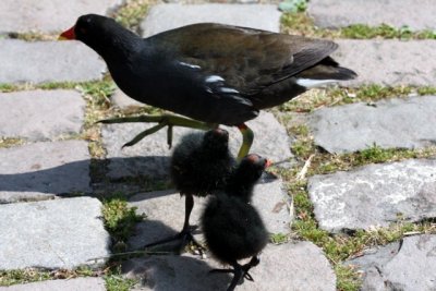 Teichralle mit Kken / Moorhen with chick