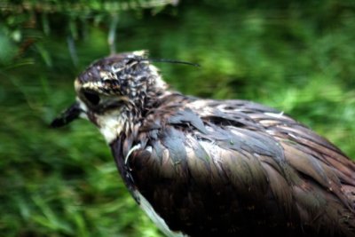 Kiebitz im Regen / lapwing in the rain