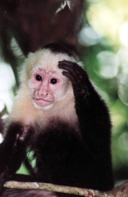Kapuzineraffe / capuchin monkey