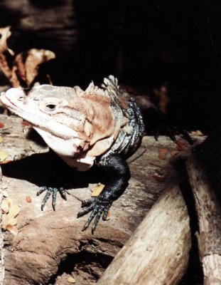 Schwarzleguan / black iguana