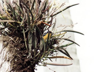 nest in the orchid