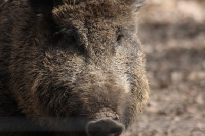 Wildschwein / wild boar