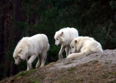Polarwlfe / Polar wolves