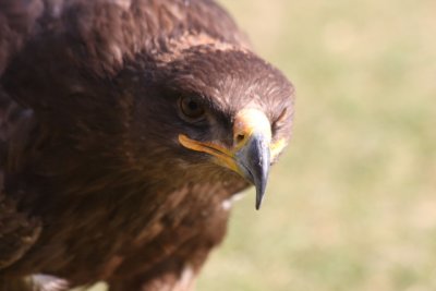 Steppenadler / steppe eagle