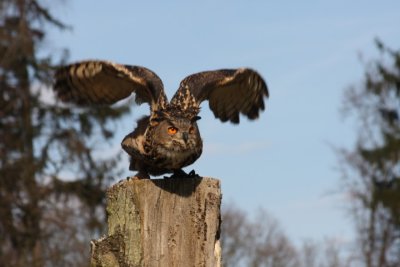 Europischer Uhu / eagle owl