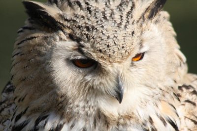 Sibirischer Uhu / Eurasian eagle owl