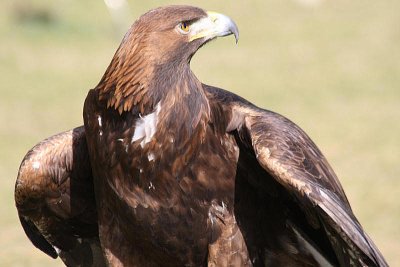 Attila, der Steinadler / Attila, the golden eagle