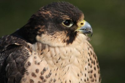 Sakerfalke / saker falcon