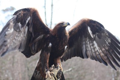 Taiga, das Steinadler-Weibchen / Taiga, the female golden eagle