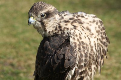 Sakerfalke / saker falcon