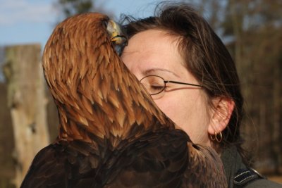 Falknerin mit weiblichem Steinadler / Falconer with female golden eagle