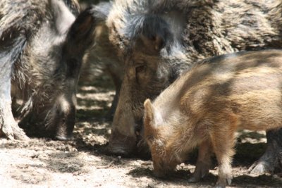 Wildschweine / wild boars