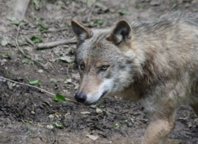Grauwolf / grey wolf