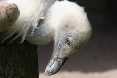 Gnsegeier / griffon vulture