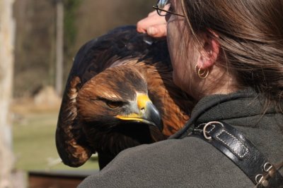 weiblicher Steinadler / female golden eagle