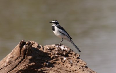 African pied wagtail / Witwenstelze