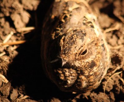 Mozambique nightjar / Welwitsch-Nachtschwalbe