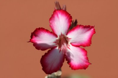 impala lily / Wstenrose