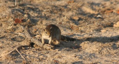 tree squirrel / Baumhrnchen