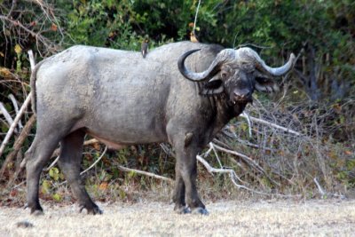 Kakuli, old buffalo bull
