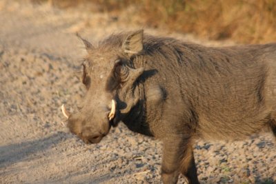 warthog / Warzenschwein
