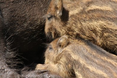 saugende Frischlinge / young boars suckling