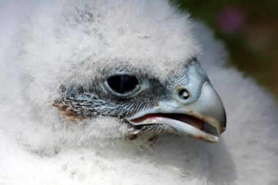 junger Wanderfalke / peregrine chick