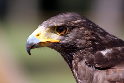 Wstenbussard / Harris hawk