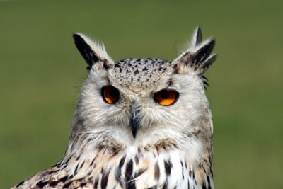 Sibirischer Uhu / Siberian eagle owl