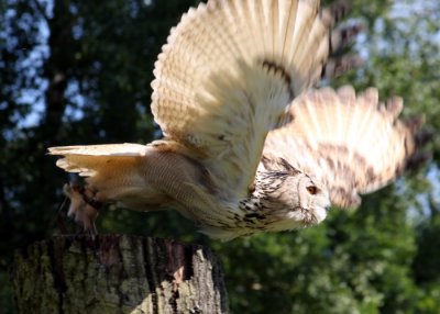 Sibirischer Uhu / Siberian eagle owl