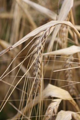 Brau-Gerste / malting barley