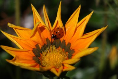 Des Sommers ganze Fülle / summer's abundance