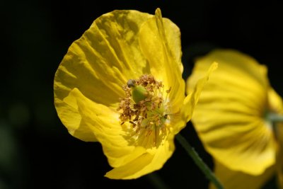 Kalifornischer Mohn, Goldmohn oder Schlafmtzchen