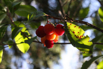 Frchte des Erdbeerbaums / Arbutus fruits