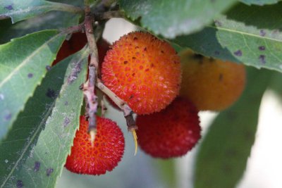Frchte des Erdbeerbaums / Arbutus fruits