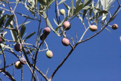 Olivenbaum / olive tree