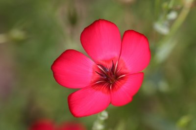 Roter Lein / red flax
