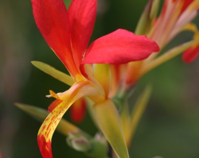 Essbares Blumenrohr / canna lily