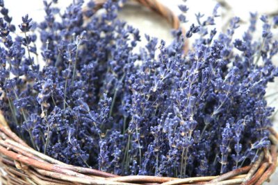 Lavendel / lavender
