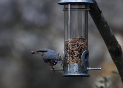 Kleiber / nuthatch