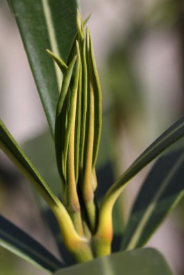 young oleander leaves
