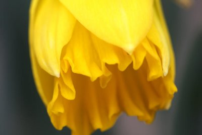 die erste Osterglocke / the first daffodil
