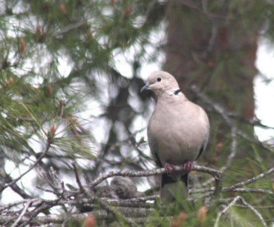Türkentaube / Eurasian collared dove