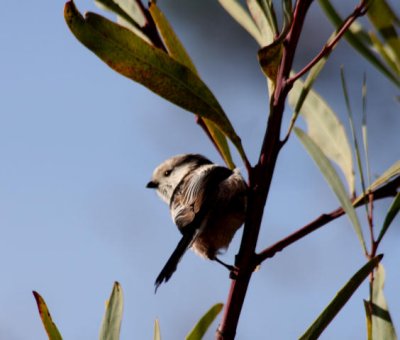 Schwanzmeise / long-tailed tit