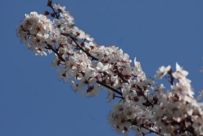Frühling ist in der Luft / Spring is in the air